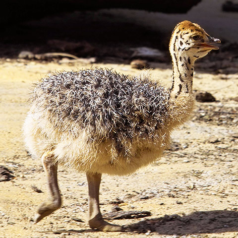 Clasificación y propiedades del Avestruz (Struthio camelus)