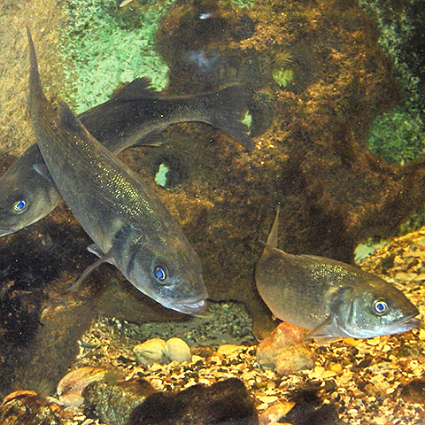 Clasificación y propiedades de la Lubina (Dicentrarchus labrax)