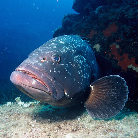 Clasificación y propiedades del Mero (Epinephelus marginatus)