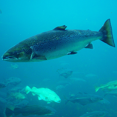 Clasificación y propiedades del Salmón (Salmo salar)