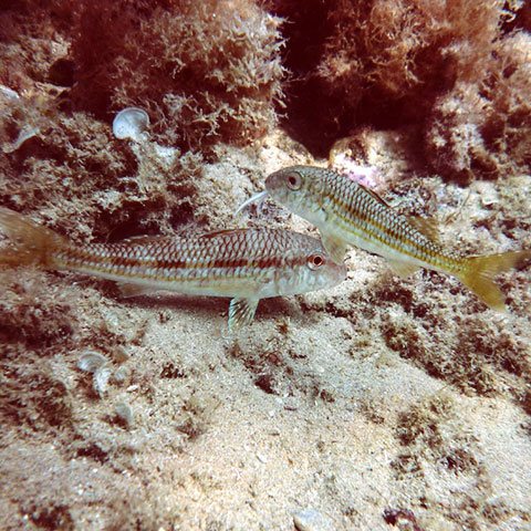 Clasificación y propiedades del Salmonete (Mullus surmuletus) Clasificación y propiedades del Salmonete (Mullus surmuletus)