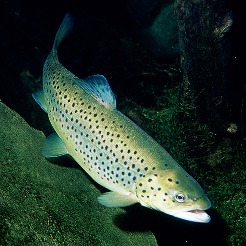 Clasificación y propiedades de la Trucha (Salmo trutta) Clasificación y propiedades de la Trucha (Salmo trutta)