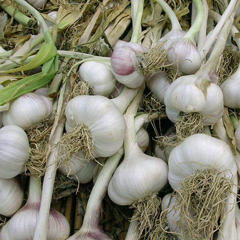 Clasificación y propiedades del Ajo (Allium sativum) Clasificación y propiedades del Ajo (Allium sativum)