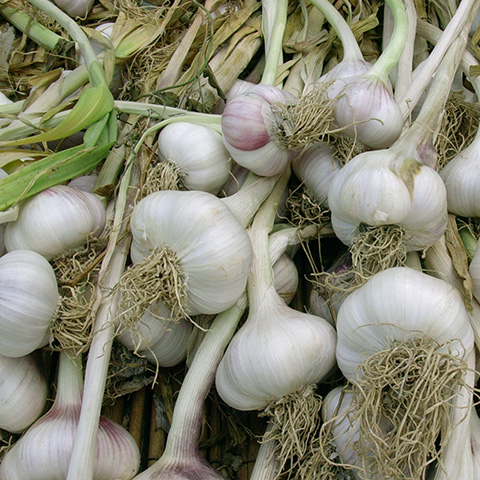 Clasificación y propiedades del Ajo (Allium sativum)