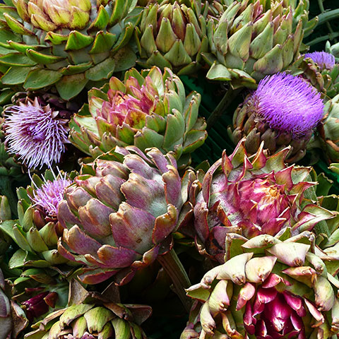 Clasificación y propiedades de la Alcachofa (Cynara scolymus)