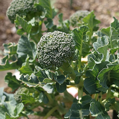 Clasificación y propiedades del Brócoli (Brassica oleracea italica)