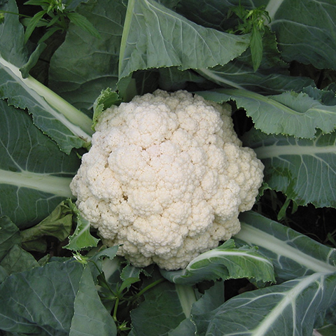 Coliflor (Brassica oleracea botrytis)