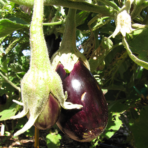 Clasificación y propiedades de la Berenjena (Solanum melongena)