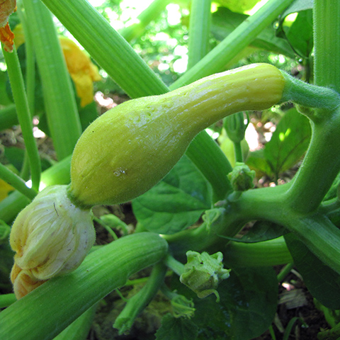 Clasificación y propiedades del Calabacín (Cucurbita pepo)