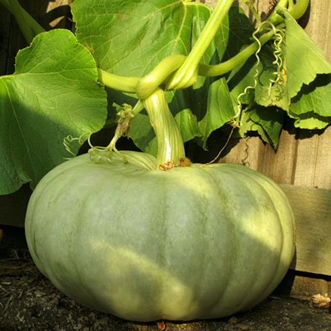 Clasificación y propiedades de la Calabaza (Cucurbita )