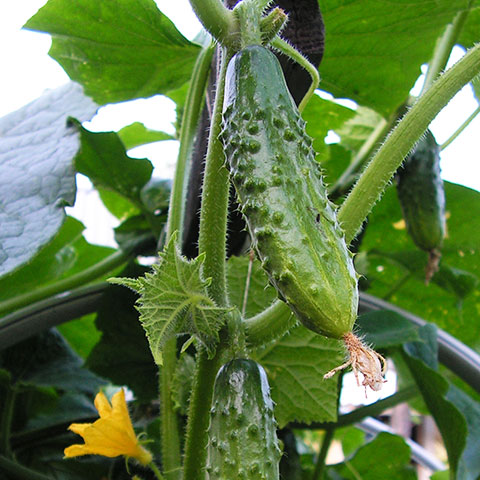 Clasificación y propiedades del Pepino (Cucumis sativus)