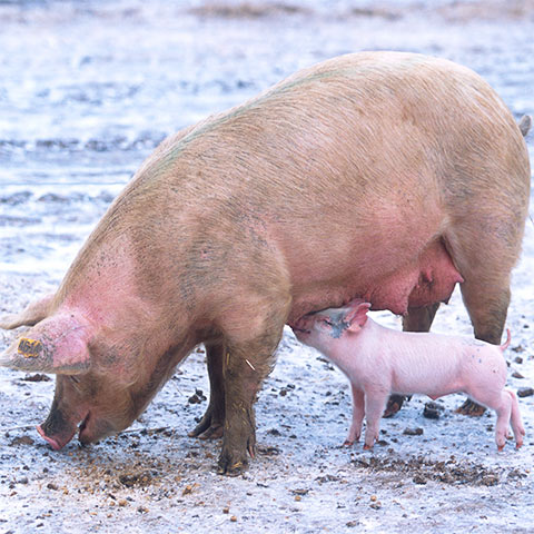 Clasificación y propiedades del Cerdo (Sus scrofa domestica)