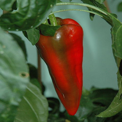 Clasificación y propiedades del Pimiento (Capsicum annuum) Clasificación y propiedades del Pimiento (Capsicum annuum)