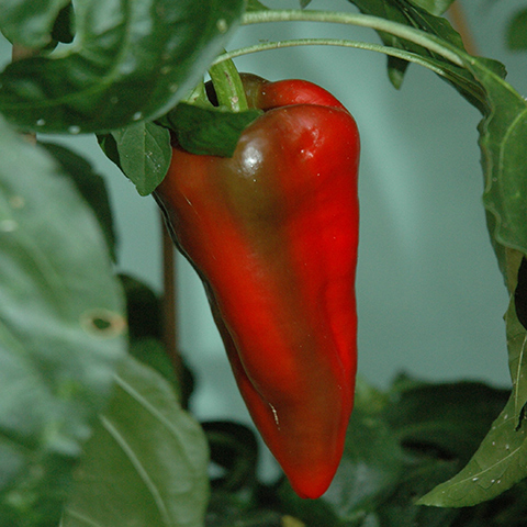 Clasificación y propiedades del Pimiento (Capsicum annuum)