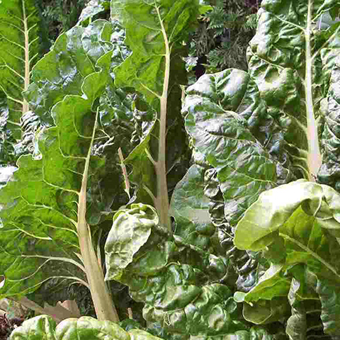 Clasificación y propiedades de la Acelga (Beta vulgaris cicla)