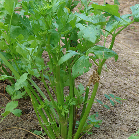 Clasificación y propiedades del Apio (Apium graveolens)