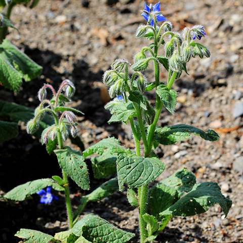 Clasificación y propiedades de la Borraja (Borago officinalis)