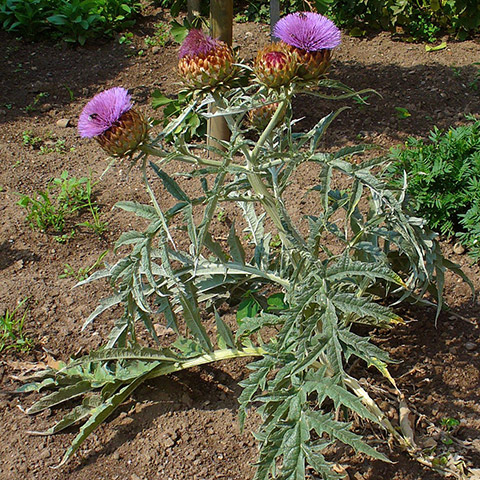 Cardo (Cynara cardunculus)