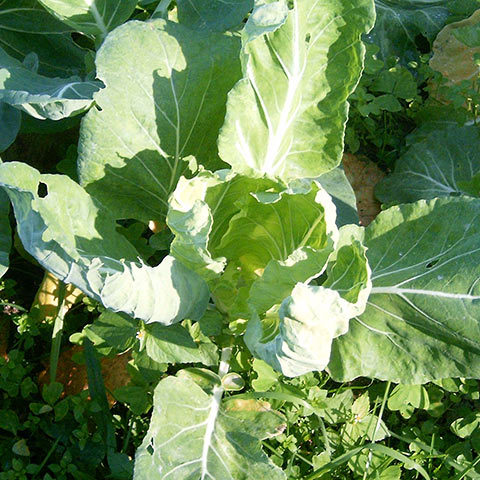 Clasificación y propiedades de la Berza (Brassica oleracea medullosa)