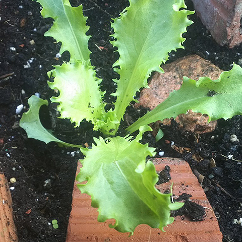 Escarola