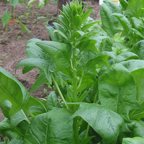 Clasificación y propiedades de la Espinaca (Spinacia oleracea)