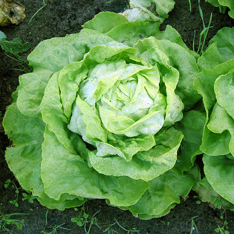 Clasificación y propiedades de la Lechuga (Lactuca sativa)