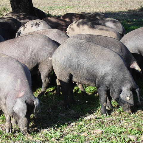 Clasificación y propiedades del Cerdo Ibérico (Sus scrofa domestica) Clasificación y propiedades del Cerdo Ibérico (Sus scrofa domestica)