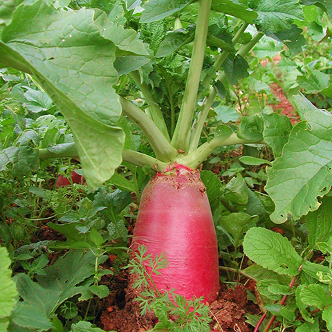 Clasificación y propiedades del Rábano (Raphanus sativus) Clasificación y propiedades del Rábano (Raphanus sativus)