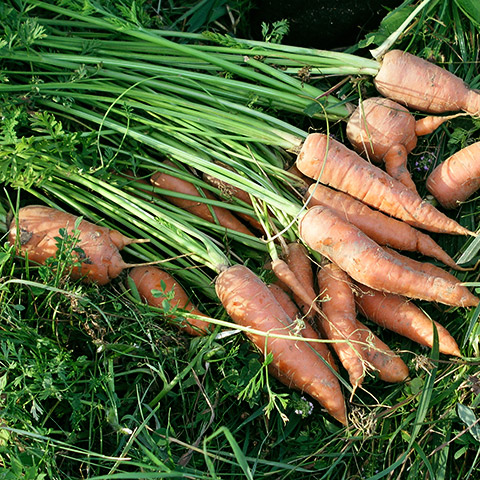 Clasificación y propiedades de la Zanahoria (Daucus carota)