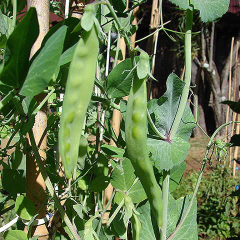 Clasificación y propiedades de los Guisantes (Pisum sativum) Clasificación y propiedades de los Guisantes (Pisum sativum)