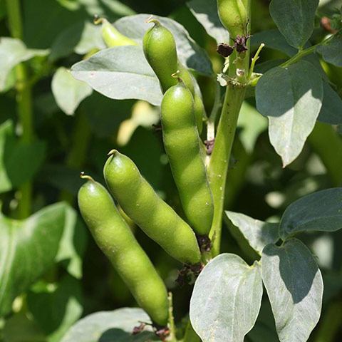 Clasificación y propiedades de las Habas (Vicia faba)