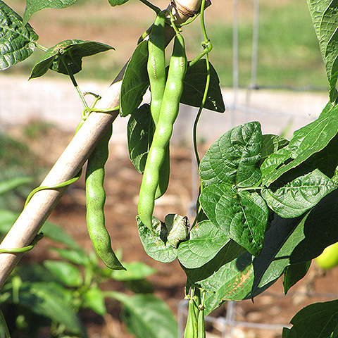 Clasificación y propiedades de la Judía Verde (Phaseolus vulgaris)