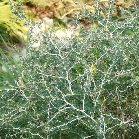 Clasificación y propiedades del Espárrago (Asparagus albus)