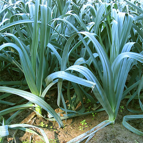 Clasificación y propiedades del Puerro (Allium ampeloprasum porrum)