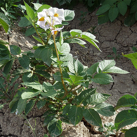 Clasificación y propiedades de la Patata (Solanum tuberosum)