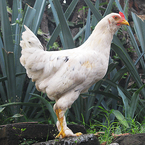 Clasificación y propiedades del Pollo (Gallus gallus domesticus)