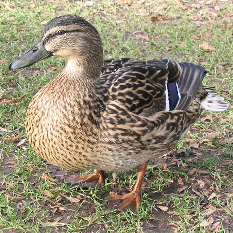 Clasificación y propiedades del Pato (Anas platyrhynchos) Clasificación y propiedades del Pato (Anas platyrhynchos)