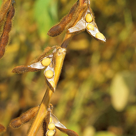 Clasificación y propiedades de la Soja (Glycine max)