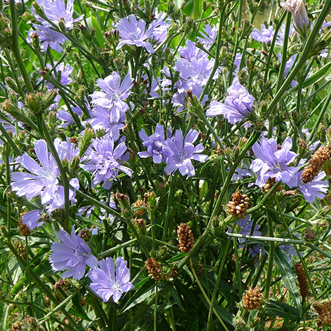 Clasificación y propiedades de la Achicoria (Cichorium intybus)