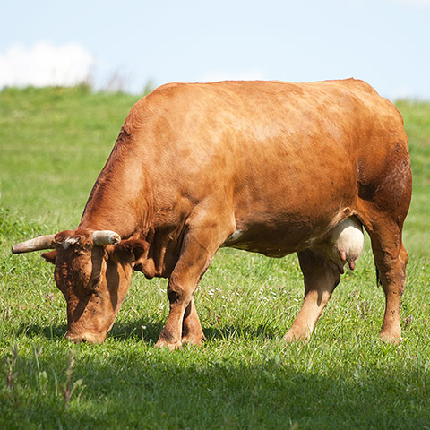 Clasificación y propiedades de la Vaca (Bos taurus taurus)