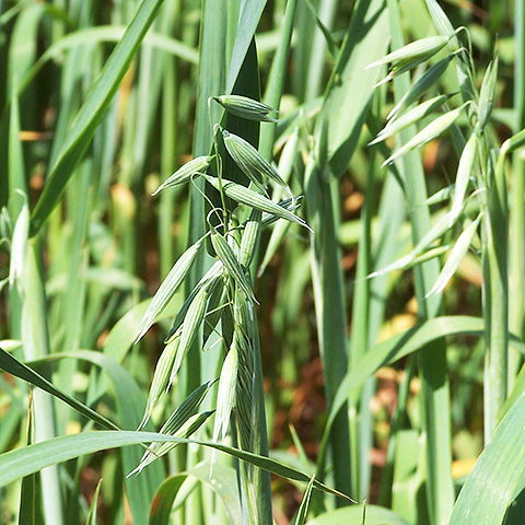 Clasificación y propiedades de la Avena (Avena sativa)