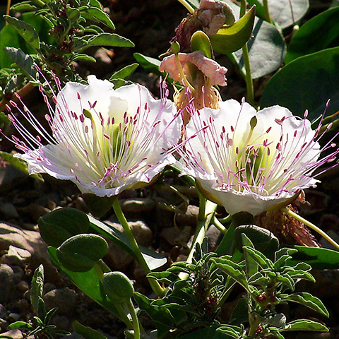 Clasificación y propiedades de la Alcaparra (Capparis spinosa) Clasificación y propiedades de la Alcaparra (Capparis spinosa)