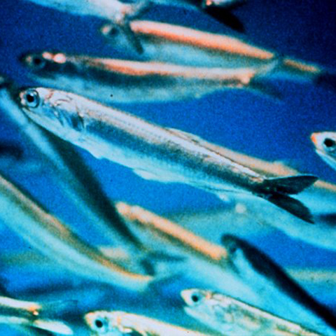 Clasificación y propiedades de la Anchoa (Engraulis encrasicolus) Clasificación y propiedades de la Anchoa (Engraulis encrasicolus)