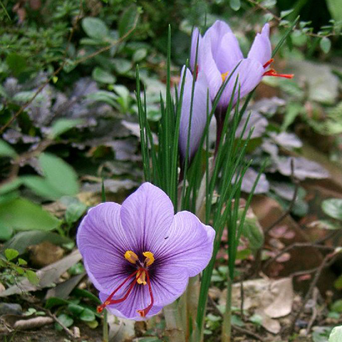 Clasificación y propiedades del Azafrán (Crocus sativus)