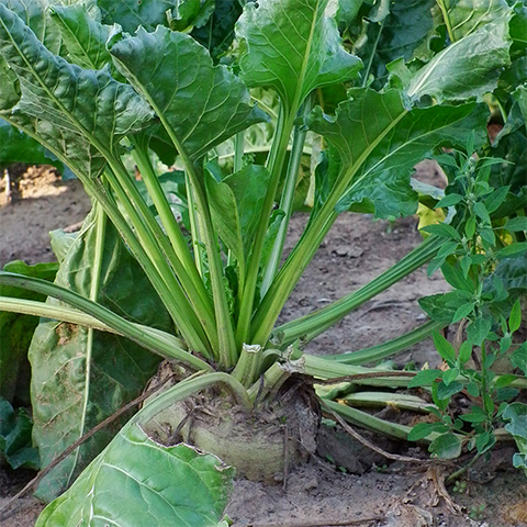 Clasificación y propiedades de la Remolacha (Beta vulgaris) Clasificación y propiedades de la Remolacha (Beta vulgaris)