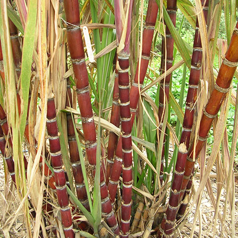 Clasificación y propiedades de la Caña de Azúcar (Saccharum officinarum)