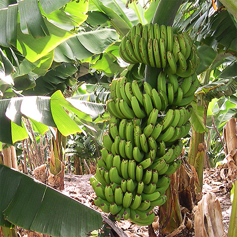 Plátano (Musa × paradisiaca)