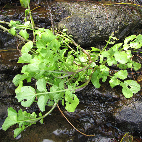 Clasificación y propiedades del Berro (Nasturtium officinale)