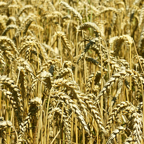 Clasificación y propiedades del Trigo (Triticum aestivum)