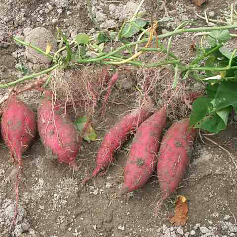 Clasificación y propiedades del Boniato (Ipomoea batatas)